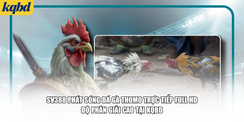 SV388 phát sóng đá gà Thomo trực tiếp Full HD độ phân giải cao tại KQBD